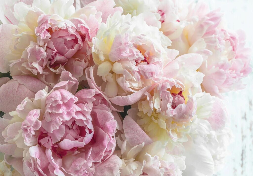 Wallarena Fototapeta Peonie Flizelina Kwiaty Tapeta 416X254