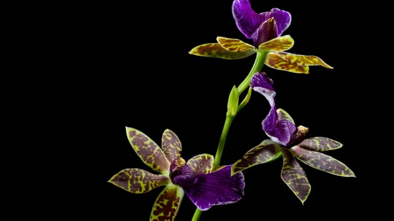 Artgeist Obraz Do Samodzielnego Malowania Trzy Orchidee