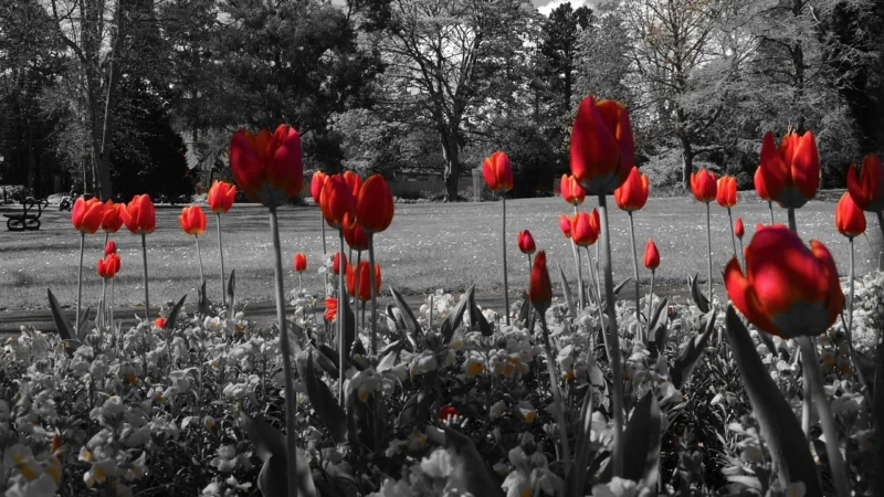 ARTGEIST TAPETA CZERWONE TULIPANY W SZAROŚCIACH 400X309