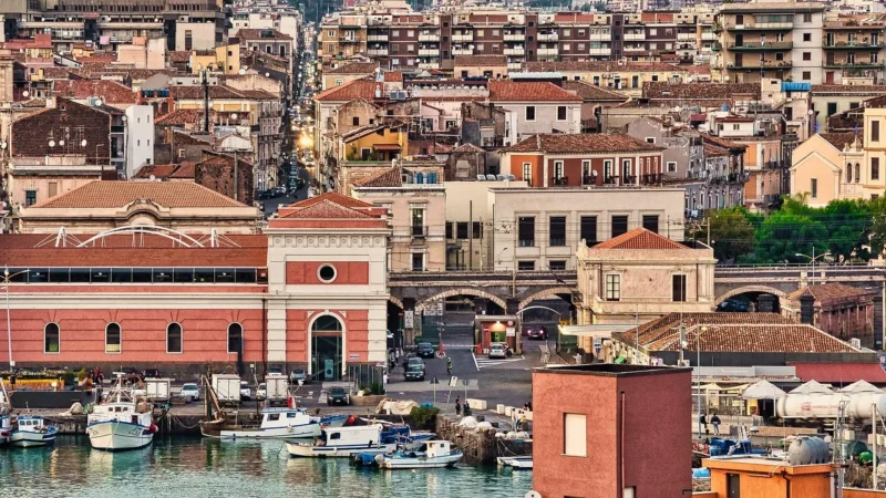 Dąb Catania Deska Barlinecka