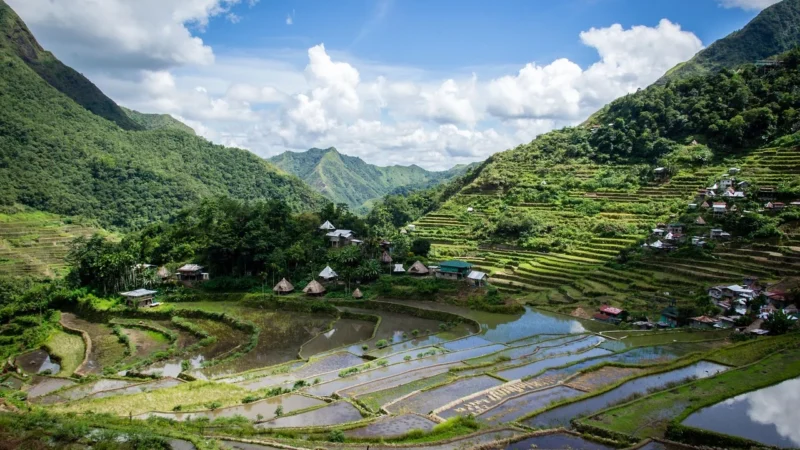 Eijffinger Tapeta Rice 2 383592