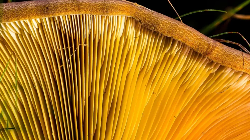 Meister Listwy Przypodłogowe Profil 3 Pk Dąb Polny Naturalny 6844