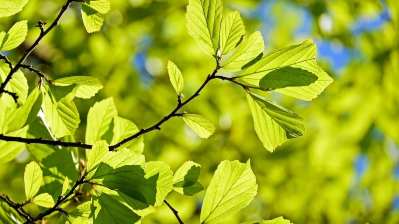 Meister Listwy Przypodłogowe Profil 5 Pk Dąb Naturalny 287
