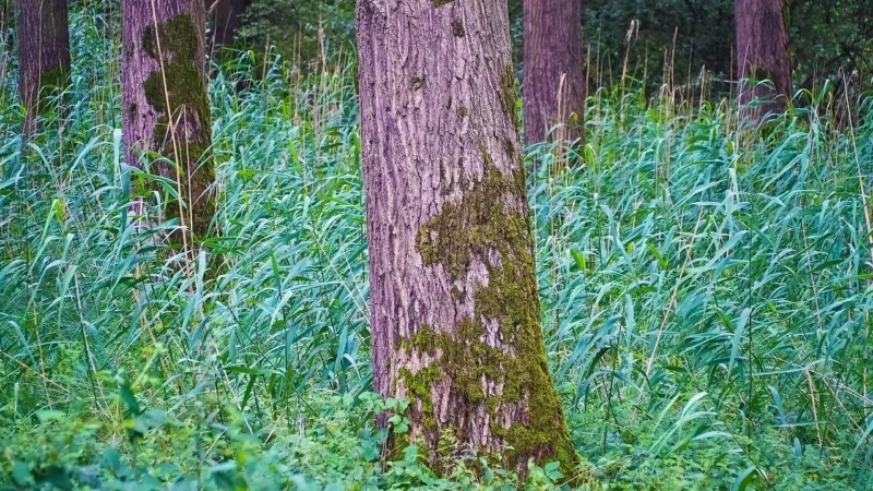 Panele podłogowe Krono Original Super Natural Drewno Ciemne KMSNVUC8633P