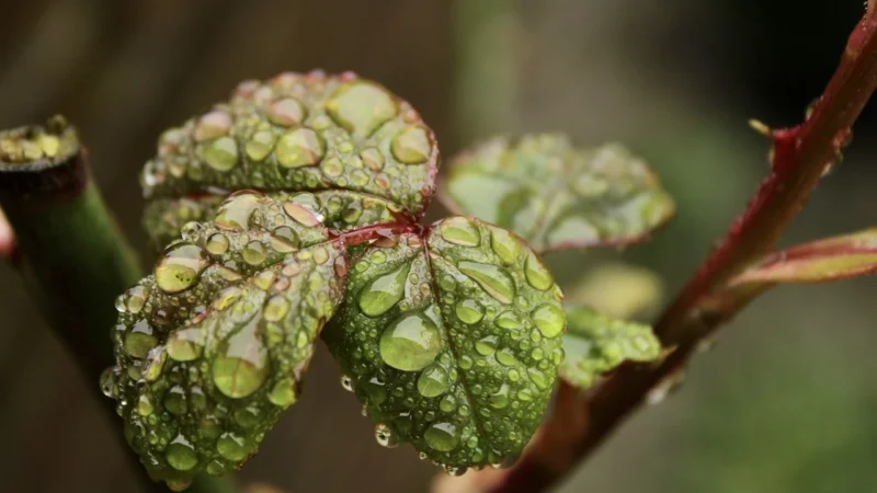 Paradyż Feelings Green Płytka Ścienna 29,8X59,8