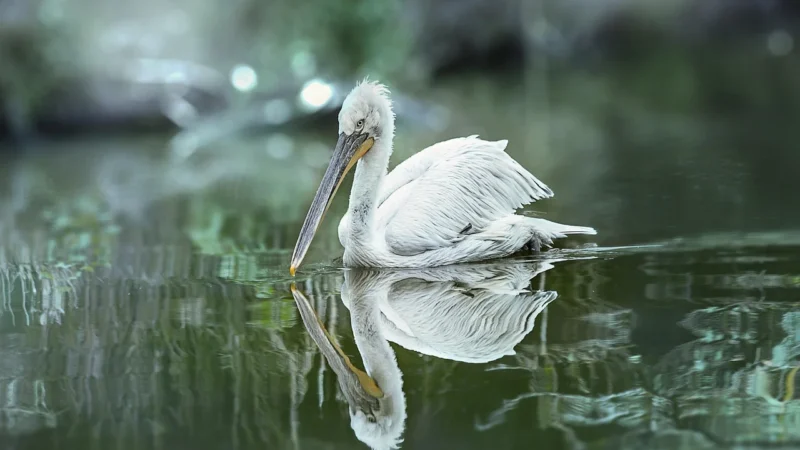 Paradyż Serene Bianco Dekor 25X75
