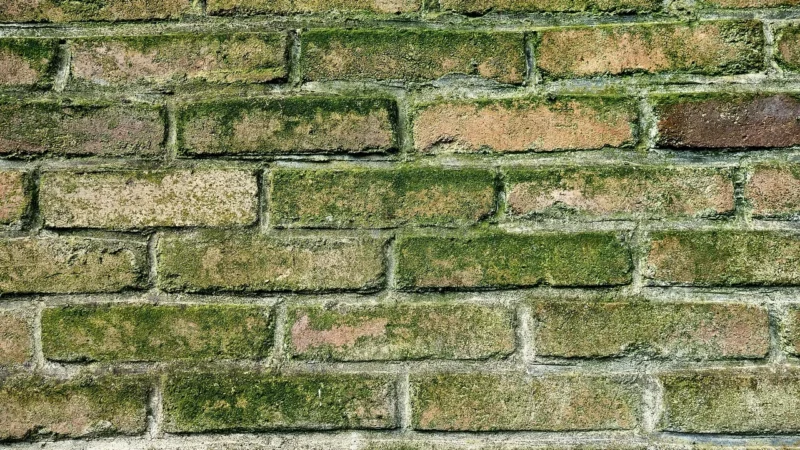 PS50 Professional Preparat Na Pleśń Grzyby 1L