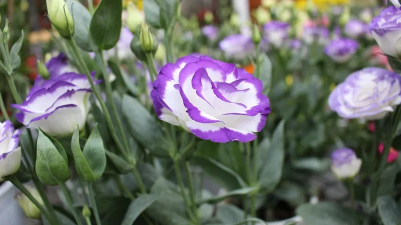 Rasch Border Ścienny 25,5Cm Wysokość Perfecto (459517)