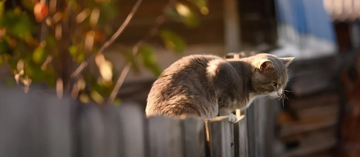 Remmers Hsl-30 Profi Hk-Lasur Orzech 20L