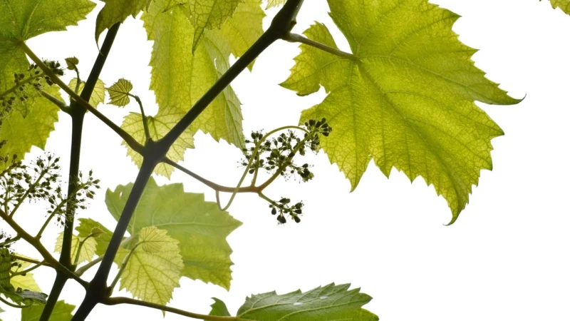 Tubądzin Torano White Gres Lappato Rektyfikowany 59,8×119,8