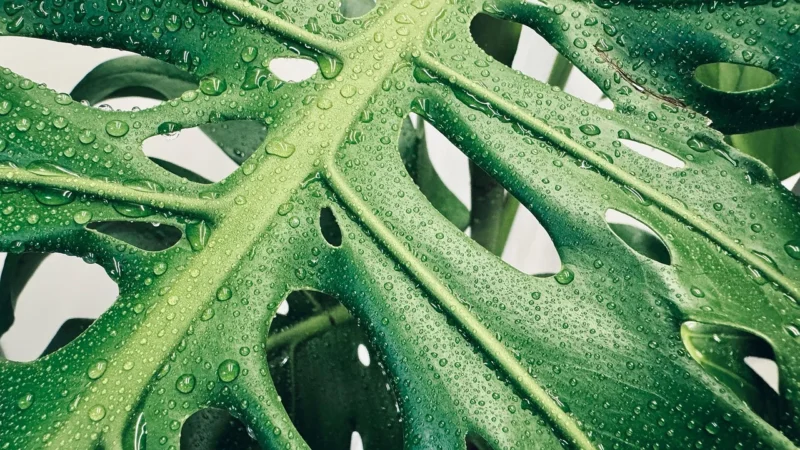 Wallarena Fototapeta Dżungla Liście Monstera Rośliny 416×254