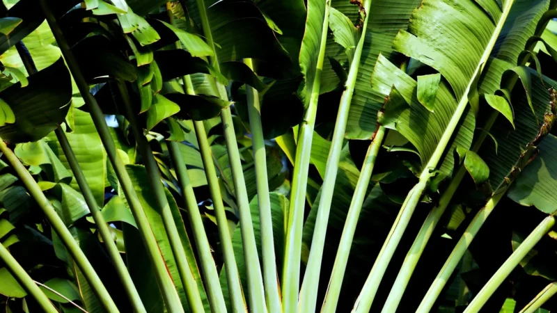 Wallarena Fototapeta Dżungla Słoneczna 3D Amazonia 312X219