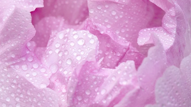 Wallarena Fototapeta Peonie Flizelina Kwiaty Tapeta 312X219