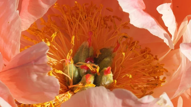 Wallarena Fototapeta Peonie Flizelina Kwiaty Tapeta 416X254